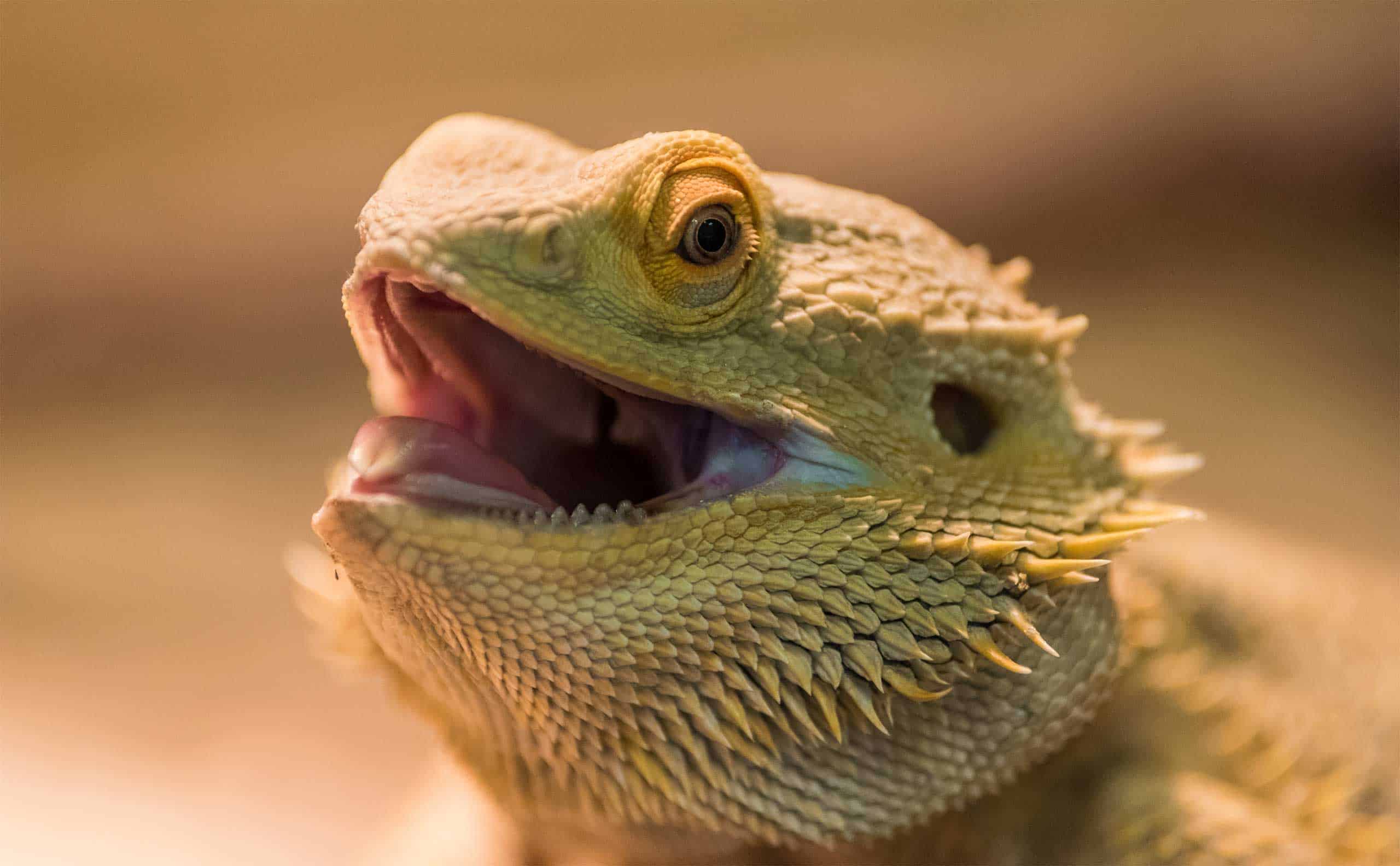 DSW-Wohnratgeber-Tierhaltung-BB-exotisches-Tier-01 Tierhaltung bei der DSW: Hinweise zu exotischen Tieren