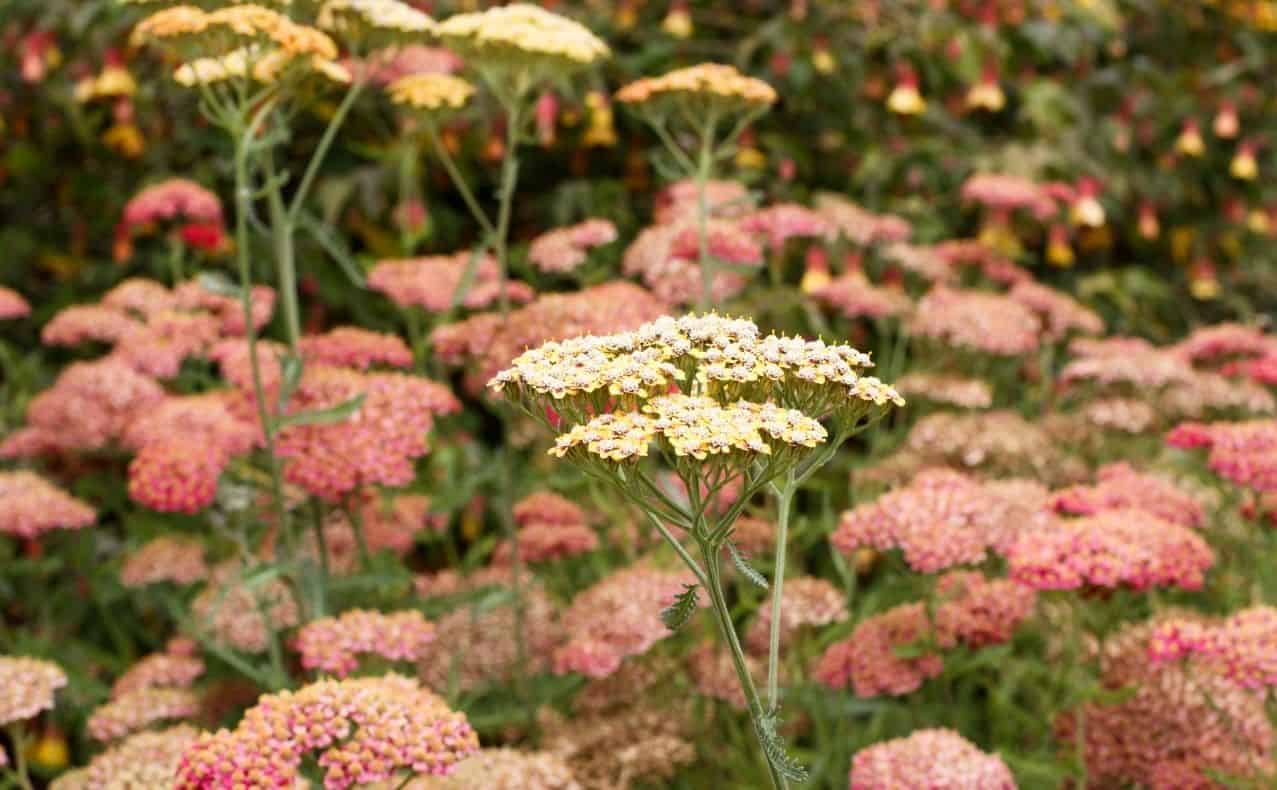 DSW-GruenHelden-Mietergarten-vor-der-Haustuer-pflegen-Schafgarbe