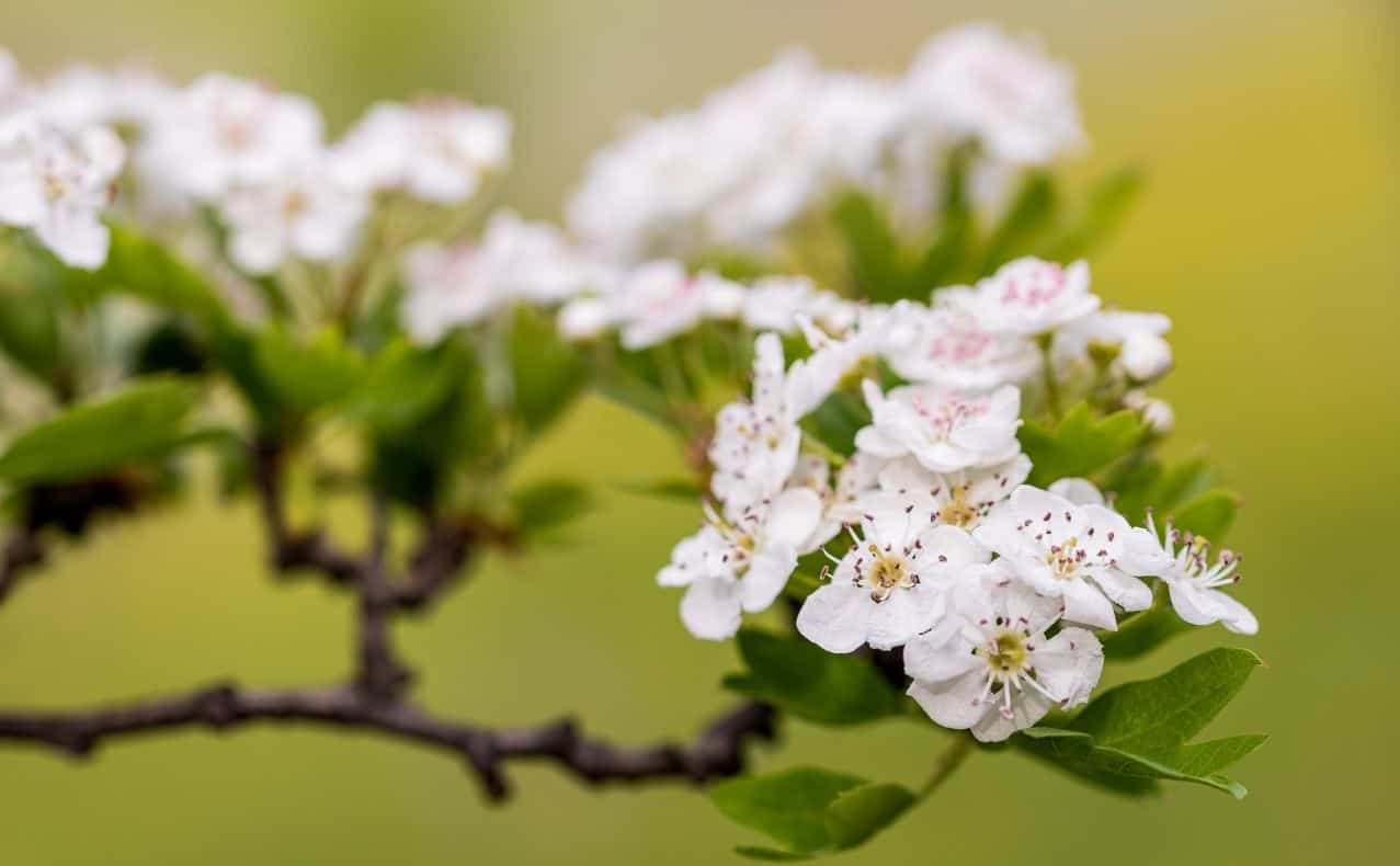 DSW-GruenHelden-Mietergarten-vor-der-Haustuer-pflegen-Weissdorn