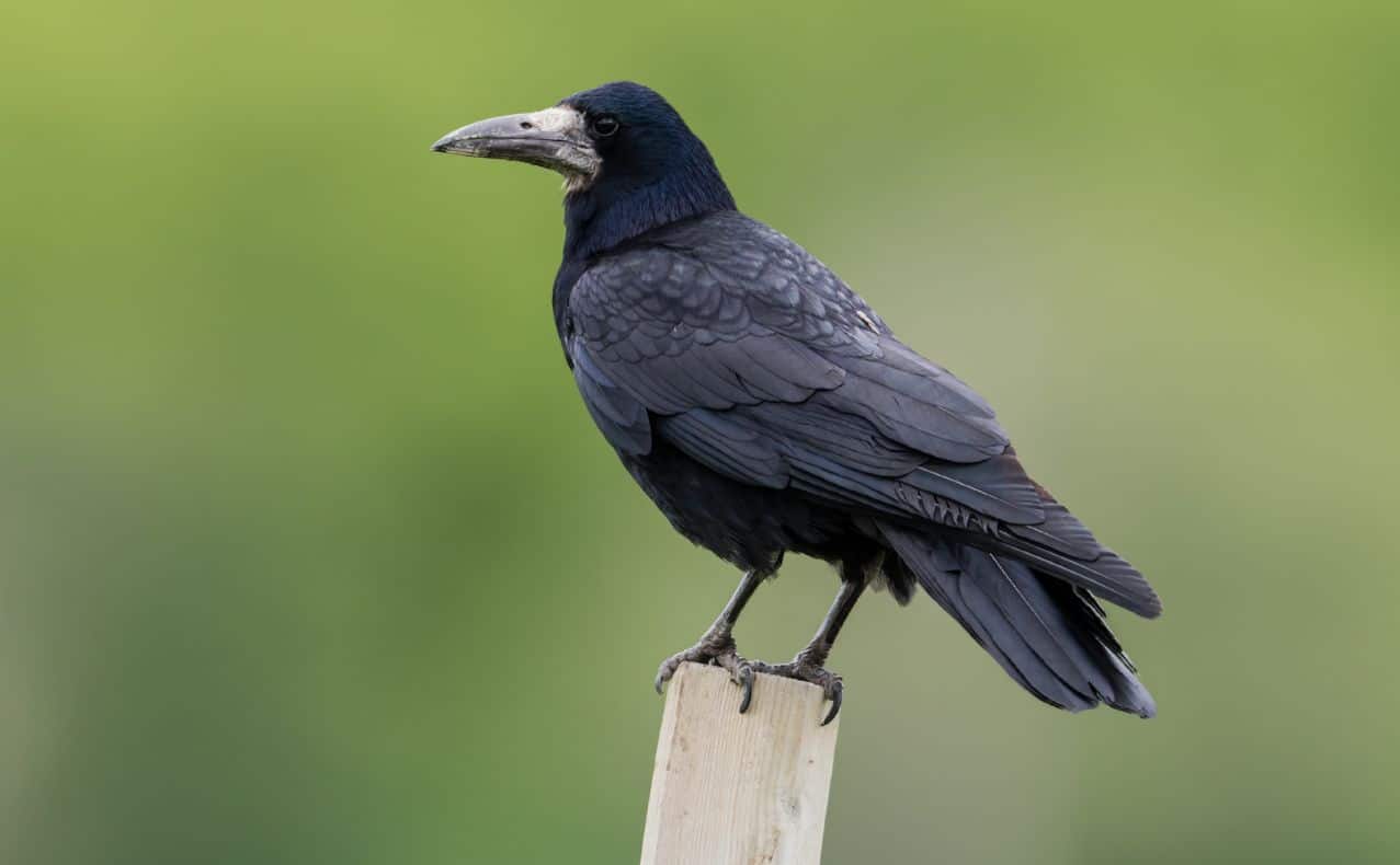 Umgang mit Tieren im Wohnalltag unserer Genossenschaft - die Saatkrähe