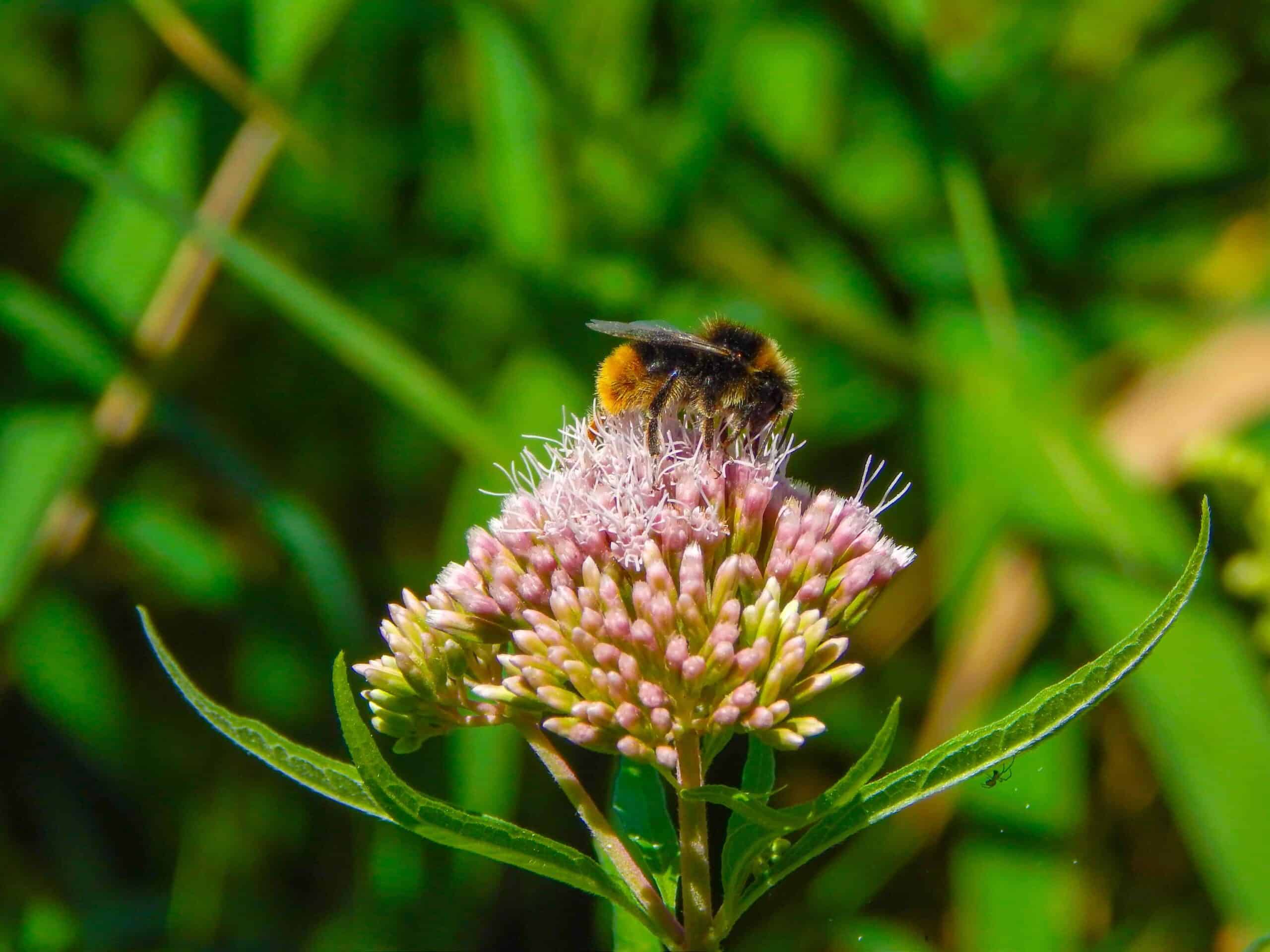 Bienen sind auf bestimmte Pflanzen für Nektar angewiesen