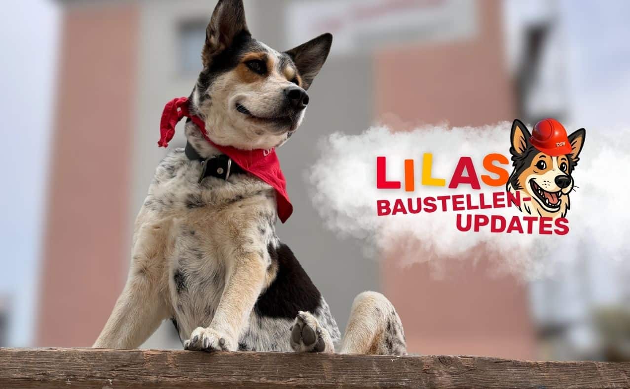 Hund mit roter Bandana sitzt auf einer Mauer vor einem modernen Gebäude, im Hintergrund unscharfe Stadtansicht, Werbung für Lilas Baustellen-Updates.
